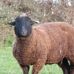 Laine artisanale "Kascha"