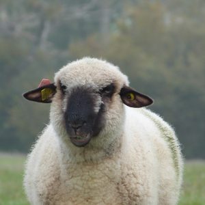 Laine artisanale "Hampshire"